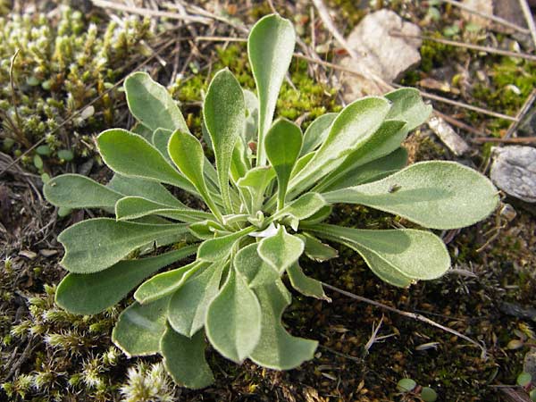 Silene otites \ Ohrlffel-Leimkraut / Spanish Catchfly, D Mannheim 21.9.2013