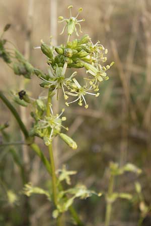 Silene otites \ Ohrlffel-Leimkraut / Spanish Catchfly, D Mannheim 21.9.2013