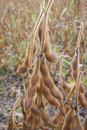 Glycine max \ Soja-Bohne / Soy Bean, D Philippsburg 28.9.2013