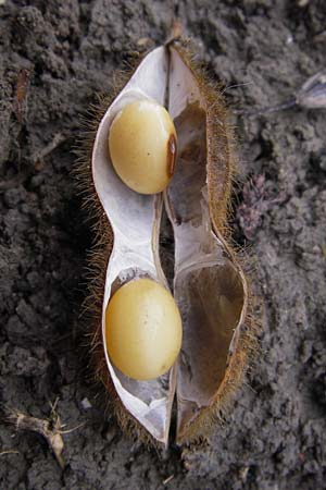 Glycine max \ Soja-Bohne / Soy Bean, D Philippsburg 28.9.2013