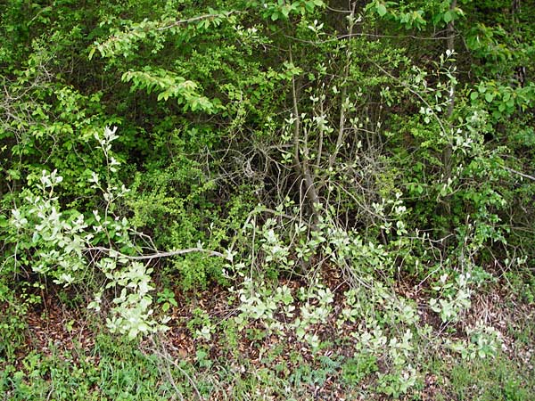 Sorbus moenofranconica \ Mainfr&auml;nkische Mehlbeere / Main-Franconian Whitebeam, D Marktheidenfeld 2.5.2014