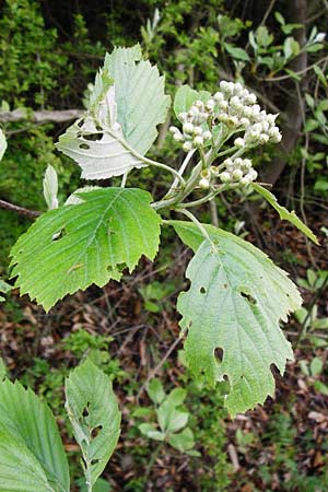 Sorbus moenofranconica \ Mainfr&auml;nkische Mehlbeere / Main-Franconian Whitebeam, D Marktheidenfeld 2.5.2014