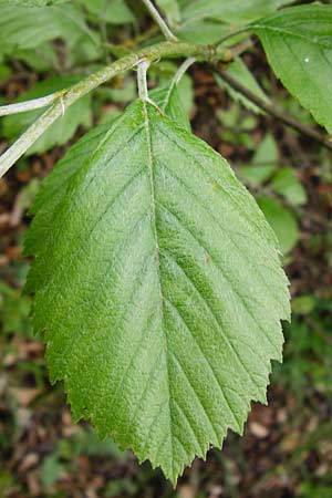 Sorbus moenofranconica \ Mainfr&auml;nkische Mehlbeere / Main-Franconian Whitebeam, D Marktheidenfeld 2.5.2014