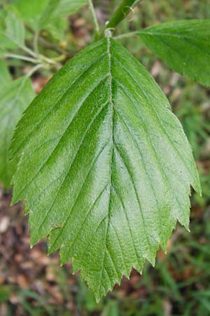 Sorbus moenofranconica \ Mainfr&auml;nkische Mehlbeere / Main-Franconian Whitebeam, D Marktheidenfeld 2.5.2014