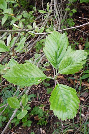Sorbus moenofranconica \ Mainfr&auml;nkische Mehlbeere / Main-Franconian Whitebeam, D Marktheidenfeld 2.5.2014