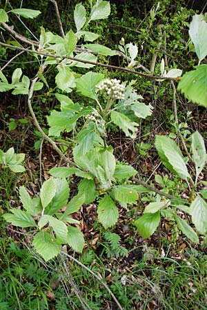 Sorbus moenofranconica \ Mainfr&auml;nkische Mehlbeere / Main-Franconian Whitebeam, D Marktheidenfeld 2.5.2014