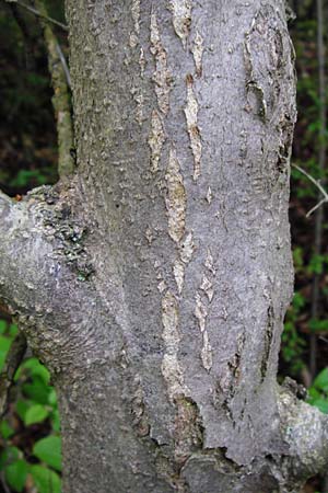 Sorbus moenofranconica \ Mainfr&auml;nkische Mehlbeere / Main-Franconian Whitebeam, D Marktheidenfeld 2.5.2014