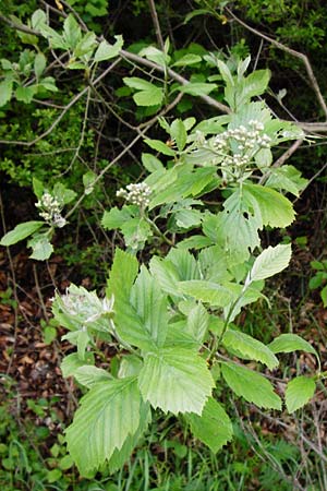 Sorbus moenofranconica \ Mainfr&auml;nkische Mehlbeere / Main-Franconian Whitebeam, D Marktheidenfeld 2.5.2014