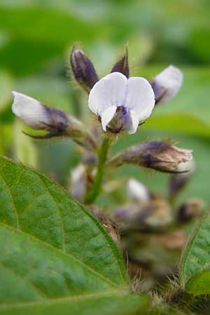 Glycine max \ Soja-Bohne / Soy Bean, D Philippsburg 12.7.2014