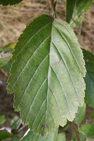 Sorbus aria \ Echte Mehlbeere / Whitebeam, D Gladenbach 17.8.2014