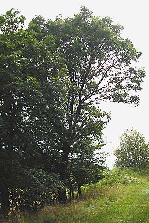 Sorbus aria \ Echte Mehlbeere / Whitebeam, D Gladenbach 17.8.2014