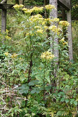 Senecio ovatus \ Fuchssches Greiskraut, Fuchs-Kreuzkraut / Woundwort, Wood Ragwort, D Schwarzwald/Black-Forest, Schliffkopf 11.9.2014