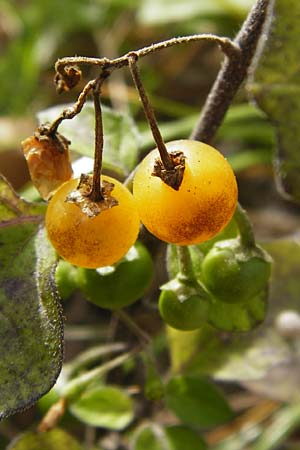 Solanum nigrum subsp. luteovirescens \ Gelbgr&uuml;ner Nachtschatten / Greenish Nightshade, D Mannheim 28.9.2014