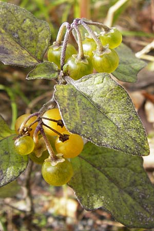 Solanum nigrum subsp. luteovirescens \ Gelbgr&uuml;ner Nachtschatten / Greenish Nightshade, D Mannheim 28.9.2014