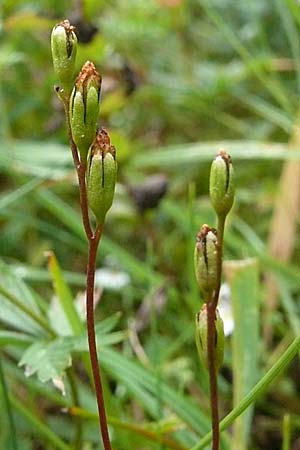 Drosera rotundifolia \ Rundblttriger Sonnentau / Round-Leaved Sundew, D Schwarzwald/Black-Forest, Feldberg 18.8.2007