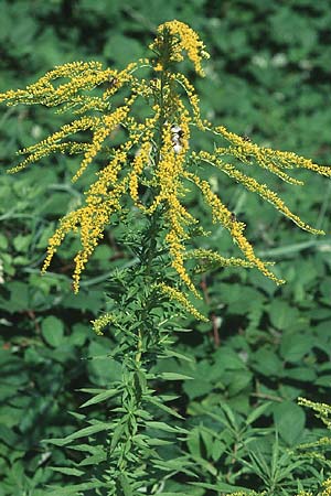 Solidago canadensis \ Kanadische Goldrute / Canadian Goldenrod, D Weinheim an der Bergstraße 28.8.2005