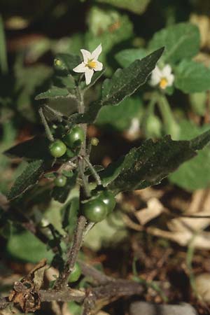 Solanum nigrum, Black Nightshade Solanum nigrum, Black Nightshade
