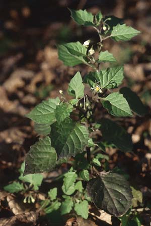Solanum nigrum \ Schwarzer Nachtschatten / Black Nightshade, D Mannheim 6.11.2005