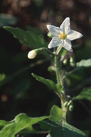 Solanum nigrum \ Schwarzer Nachtschatten / Black Nightshade, D Mannheim 6.11.2005