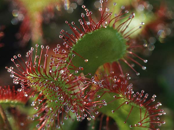 Drosera rotundifolia \ Rundblttriger Sonnentau / Round-Leaved Sundew, D Allgäu, Gebrazhofen 13.6.1996