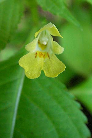 Impatiens parviflora \ Kleinbltiges Springkraut / Small Balsam, D Mannheim 23.5.2006