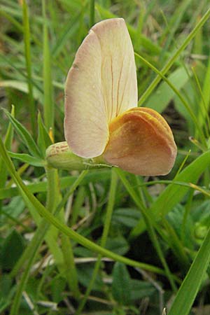 Lotus maritimus \ Gelbe Spargelerbse / Dragon's-Teeth, D Neuleiningen 16.6.2006