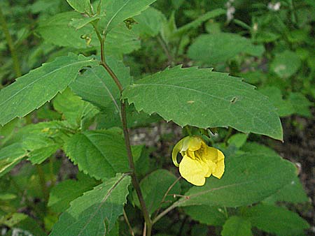 Impatiens noli-tangere \ Echtes Springkraut, Rhrmichnichtan / Touch me not, D Odenwald, Rimbach 16.6.2006