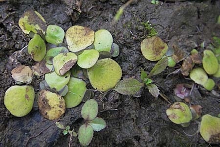 Spirodela polyrhiza \ Vielwurzelige Teichlinse / Greater Duckweed, D Friedberg 26.8.2006