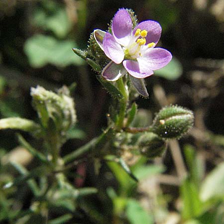 Spergularia rubra \ Rote Schuppenmiere, Roter Sprkling / Sea Spurrey, D Waghäusel 9.9.2006