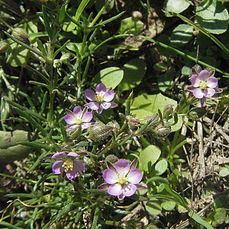 Spergularia rubra \ Rote Schuppenmiere, Roter Sprkling / Sea Spurrey, D Waghäusel 9.9.2006