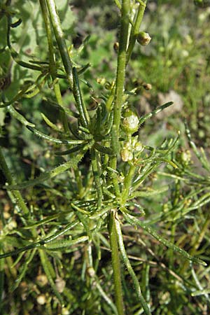 Spergula arvensis \ Acker-Sprgel / Corn Spurrey, D Waghäusel 30.9.2006