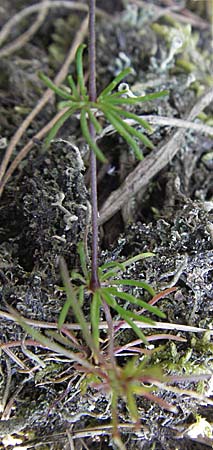 Spergula morisonii \ Frhlings-Sprgel / Pearlwort Spurrey, D Viernheim 10.4.2007