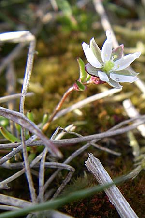Spergula pentandra \ Fnfmnniger Sprgel / Five-Stamen Spurrey, D Rheinhessen, Frei-Laubersheim 30.3.2008