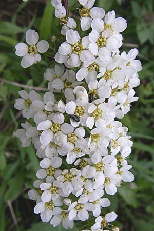 Spiraea thunbergii \ Frhlings-Spiere / Thunberg's Meadowsweet, Baby's Breath Spirea, D Reilingen 12.4.2008