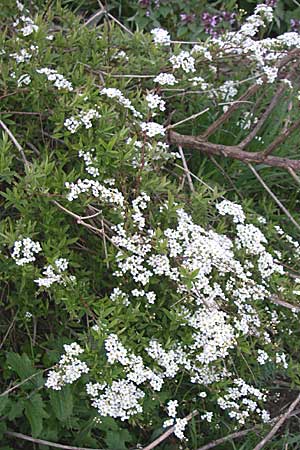 Spiraea thunbergii \ Frhlings-Spiere / Thunberg's Meadowsweet, Baby's Breath Spirea, D Reilingen 12.4.2008