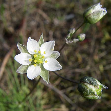 Spergula morisonii \ Frhlings-Sprgel / Pearlwort Spurrey, D Viernheim 23.4.2008