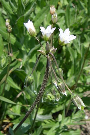 Holosteum umbellatum \ Spurre / Jagged Chickweed, D Rheinhessen, Frei-Laubersheim 26.4.2008