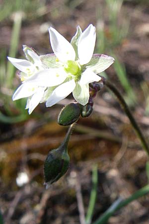 Spergula pentandra \ Fnfmnniger Sprgel / Five-Stamen Spurrey, D Rheinhessen, Wonsheim 26.4.2008