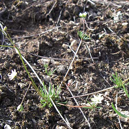 Spergula pentandra \ Fnfmnniger Sprgel / Five-Stamen Spurrey, D Rheinhessen, Wonsheim 26.4.2008