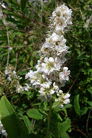 Spiraea alba \ Weier Spierstrauch / Pale Bridewort, D Schwarzwald/Black-Forest, Calmbach 5.7.2008