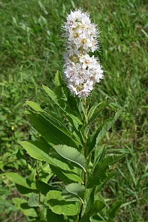 Spiraea alba \ Weier Spierstrauch / Pale Bridewort, D Schwarzwald/Black-Forest, Calmbach 5.7.2008