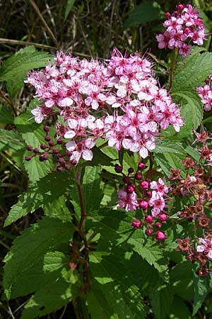 Spiraea japonica \ Japanischer Spierstrauch, Sommerspiere / Japanese Meadowsweet, D Buggingen 12.7.2008