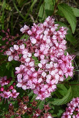 Spiraea japonica \ Japanischer Spierstrauch, Sommerspiere / Japanese Meadowsweet, D Buggingen 12.7.2008