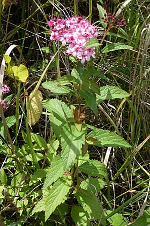 Spiraea japonica \ Japanischer Spierstrauch, Sommerspiere / Japanese Meadowsweet, D Buggingen 12.7.2008