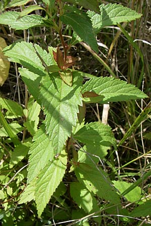 Spiraea japonica \ Japanischer Spierstrauch, Sommerspiere / Japanese Meadowsweet, D Buggingen 12.7.2008