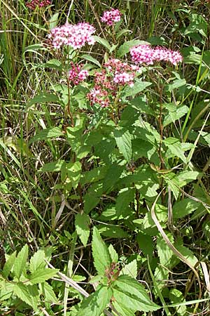 Spiraea japonica \ Japanischer Spierstrauch, Sommerspiere / Japanese Meadowsweet, D Buggingen 12.7.2008