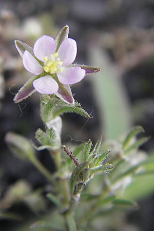 Spergularia rubra \ Rote Schuppenmiere, Roter Sprkling / Sea Spurrey, D Mannheim 19.7.2009