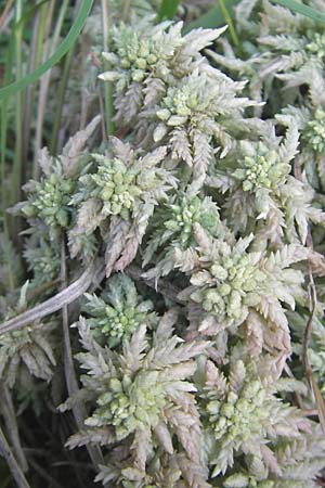 Sphagnum palustre \ Sumpf-Torfmoos / Prairie Sphagnum, D Bad D&uuml;rkheim 20.8.2009