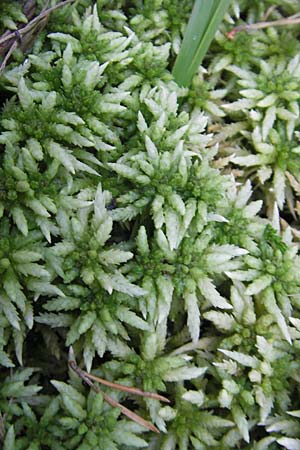 Sphagnum palustre \ Sumpf-Torfmoos / Prairie Sphagnum, D Bad D&uuml;rkheim 20.8.2009