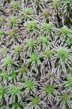 Sphagnum palustre \ Sumpf-Torfmoos / Prairie Sphagnum, D Bad D&uuml;rkheim 23.8.2009